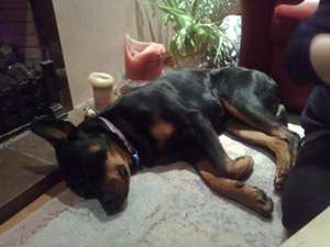 sleeping rottweiler