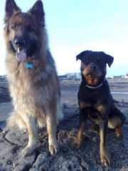german shepherd and rottweiler carnoustie